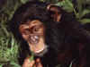 chimpansee.jpg (51435 bytes)
