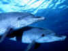 dolphin01.jpg (105205 bytes)