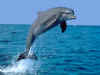 dolphin02.jpg (133360 bytes)