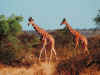 giraffe-01.jpg (134392 bytes)