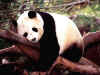 panda.jpg (120683 bytes)