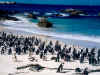 pinguins.jpg (192497 bytes)