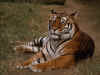 tiger02.jpg (199494 bytes)